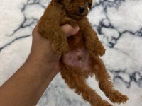 Orijinal toy poodle bebekleri