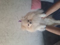 Yetişkin Bakımlı Aşılı Eğitimli Eşyalı Dişi Pomeranian