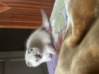 42 günlük scottish fold blue point