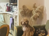 Maltipoo dişi