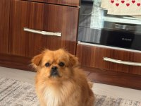 Pekinez köpeğim