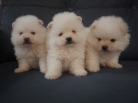 Pomeranian boo yavrularımız