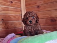 Red Brown Toy Poodle Yavru
