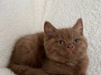 Safkan British Shorthair Cinnamon dişi yavru
