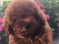 Kore poodle yavrular