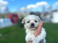 1 aylık yavru köpeğimiz