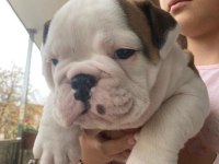 ÇOCUK DOSTU ENGLİSH BULLDOG YAVRUMUZ