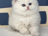 Pamuk Şeker Silver British Longhair 