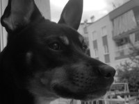 Köpeğimize dişi eş arıyoruz antalya