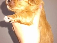 Rezerve açık kg cm garantili tuvalet eğitimli köpekler