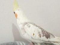 5 AYLIK SULTAN PAPAĞANI