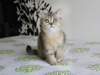 TÜM TÜRKİYEYE 1 GÜNDE TESLİM! YEMYEŞİL GÖZLÜ