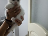 2 aylık iki kardeş scottish fold yeni yuvasını arıyor