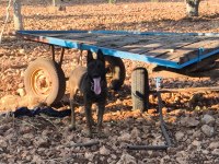 Belçika Malinois 2 Yaşında