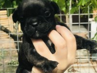 French bulldog yavrularımız rezerveye açılmıştır