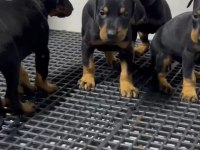 King doberman yavruları