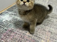 Orjinal british shorthair