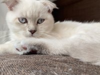 Silver scottish fold
