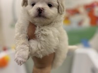 Maltese terrier yavrularımız yeni yuvalarını bekliyorlar
