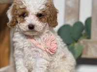 Dunyanın en zeki dizayn ırkı labradoodle F1B