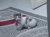 Ücretsiz sahiplendirme tekir kedisi