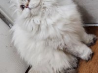 Blh ny2533 dişi 4 aylık british longhair