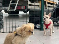 3 KARDEŞ KÖPEKLER SAHADA MAKİNELER HAZIR HIZLI ÇEKEN KAZANIR