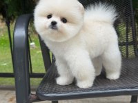 Pomeranian Erkekler
