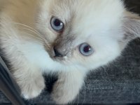 Prenses Kedimiz Yuvasını Bekliyor