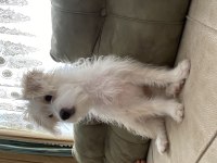 3 aylık erkek terrier