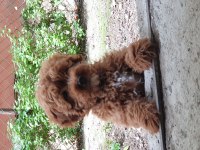 Yavru Poodle 4 Aylık