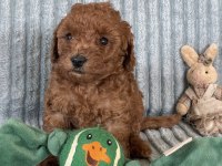 Eşsiz Güzellikte Toy Poodle Yavrumuz