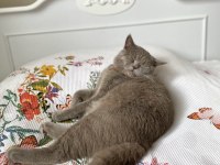 Yakışıklı british shorthair oğluma yuva arıyorum
