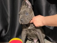 Üst kalite cane corso