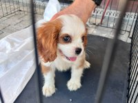2,5 Aylık Erkek Cavalier King Charles