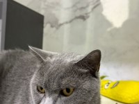 Ücretsiz sahiplendirme kedimiz