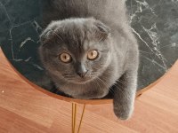 3 Aylık Gri Scottish Fold Dişi Teslime Hazır