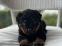 Macar rottweiler yavrularımız sizleri bekliyor
