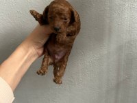 Son 1 adet dişi poodle yavrumuz