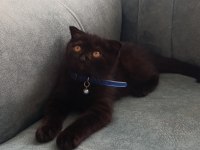 Scottish fold yavrusu