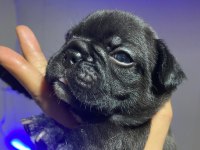 Brillante De Arte Frenchie Özel French Bulldog Yavrular