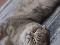 10 aylık dişi maya scottish fold