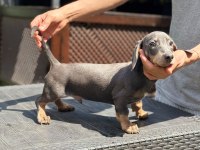 Orjinal Dachshund (sosis) Yavrunuz