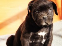 Blue/Siyah Cane Corso Yavrular
