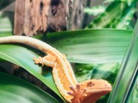 Her morphtan crested gecko yavrularımız