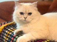British Longhair Kedisi