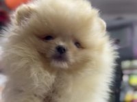 Pomeranian Boo Köpeğimiz
