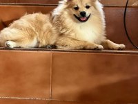 9 aylık pomeranian köpeği