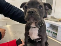 A kalite ırk sağlık garantili french bulldog yavrular