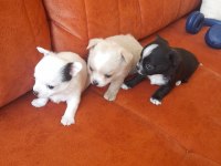 Sahiplendirme chihuahua